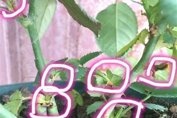 蓝妖:月季叶片绿油油却全是盲枝,怎么办？