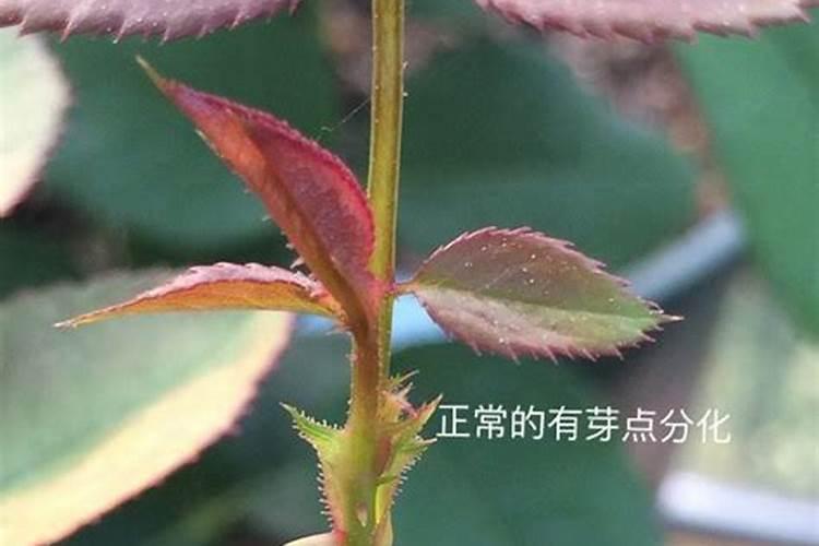 月季盲芽怎么处理