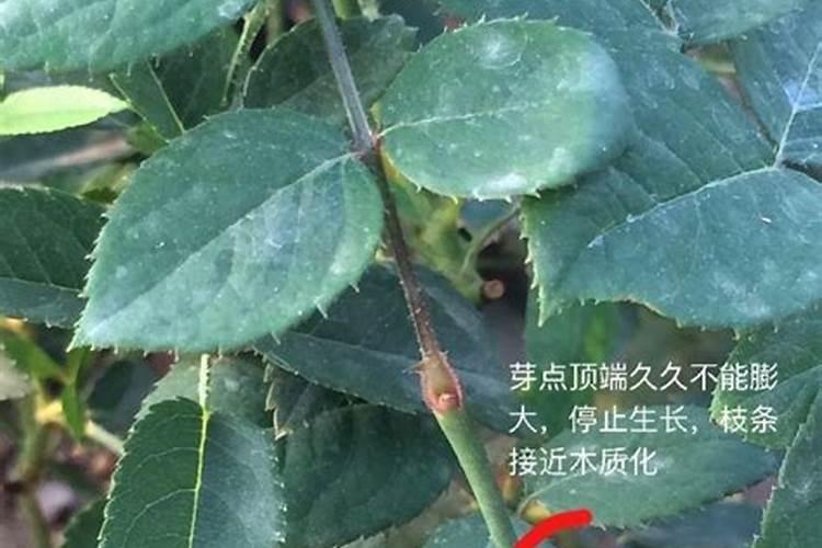 月季小苗全是盲芽怎么办？