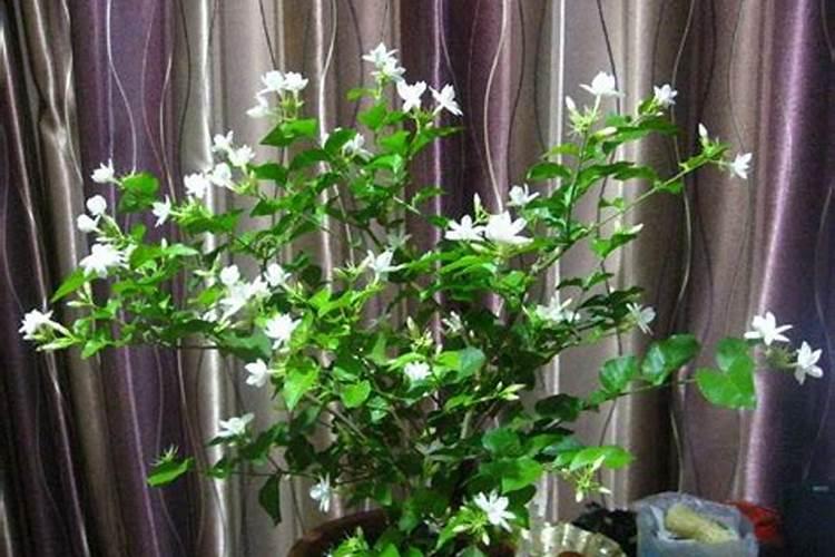 茉莉开花时如何施肥
