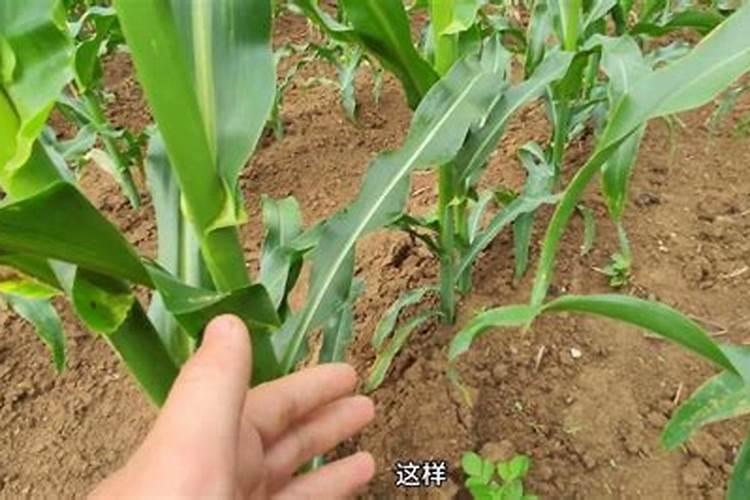 农用微肥木醋液成分有哪些