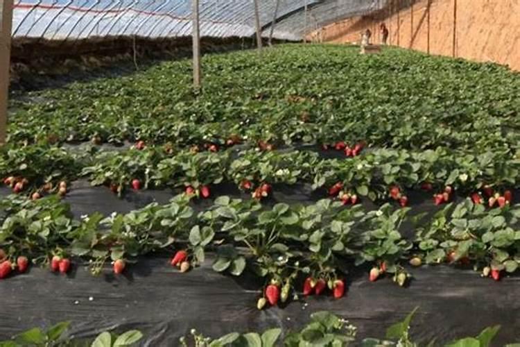 草莓不长用什么肥料