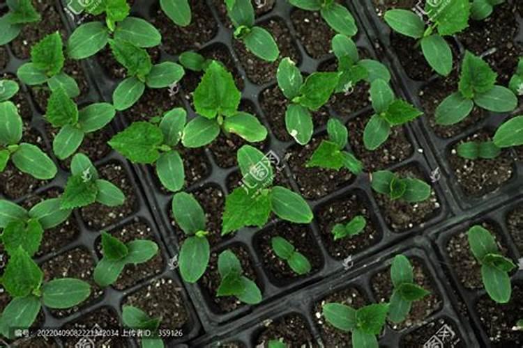 水果黄瓜的种植时间和管理方法