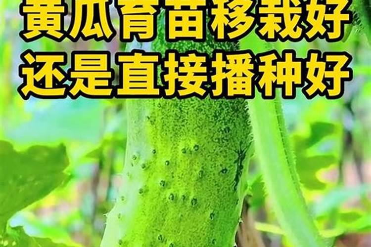 水果黄瓜的种植时间和管理方法