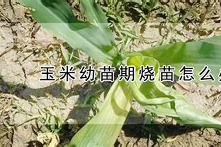 烟叶种植施肥过多怎么办