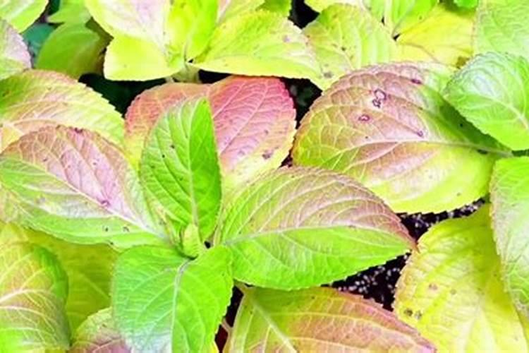 绣球花施肥方法,用什么肥好