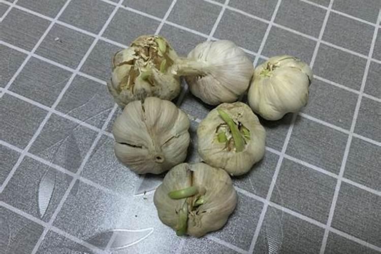 大蒜种植整个生长周期应该如何施肥？