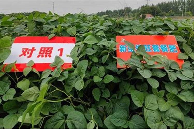 种植毛豆叶子太旺怎么办？