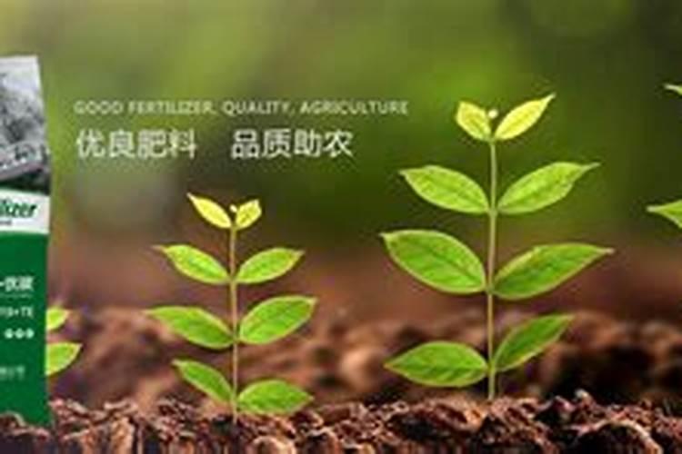 种葱用什么肥料最好