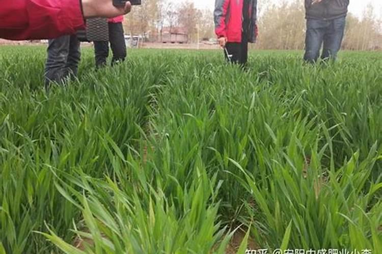 种植冬小麦底肥用什么复合肥好？