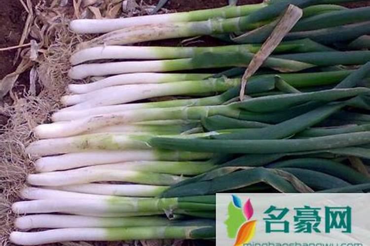 大葱怎么施肥？掌握时间及方法 很重要,图省事儿思想要不得