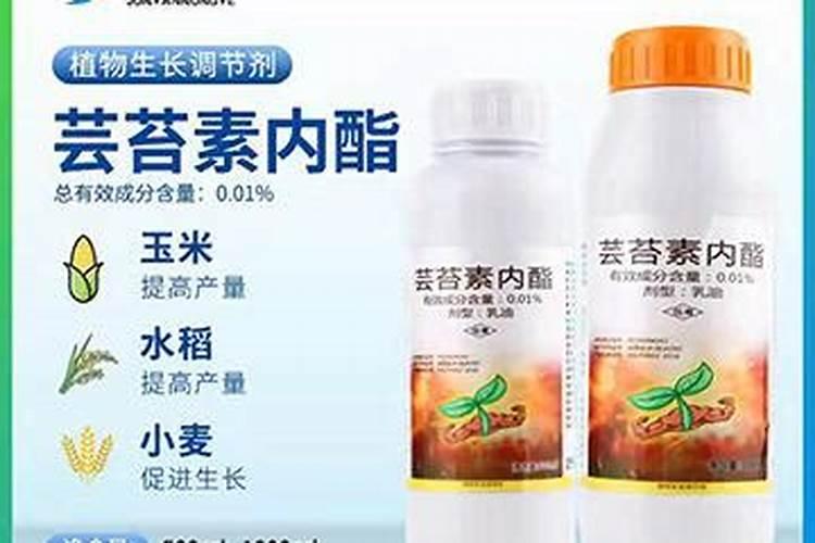 老师们给看看这黄瓜是什么毛病