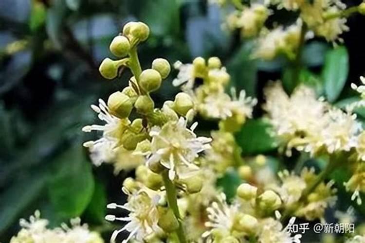 花施什么肥料最好