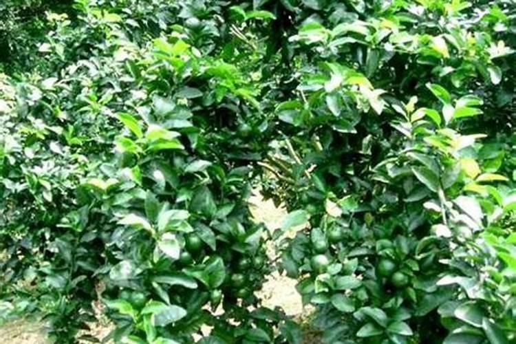 种植沙糖桔南丰蜜桔马水桔和金桔用什么叶面肥好？