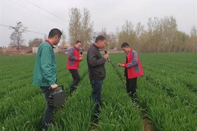 怎么对小麦施钙肥？