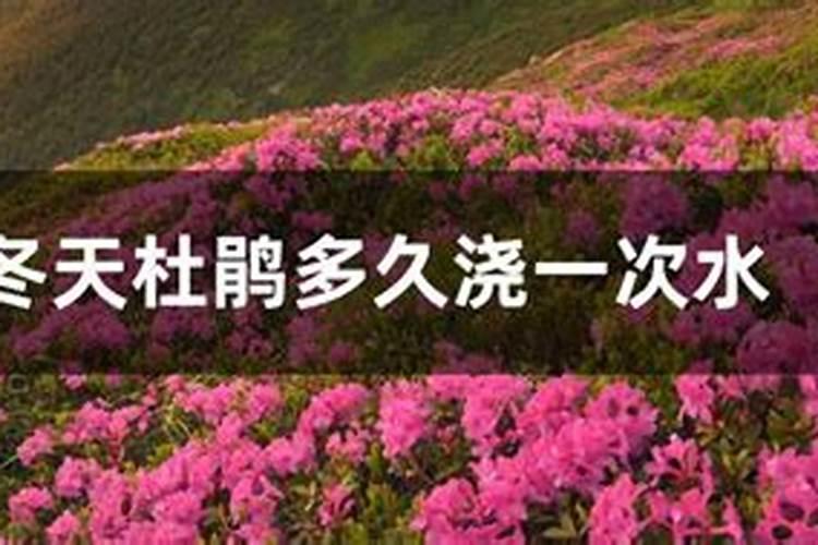 杜鹃花如何载培