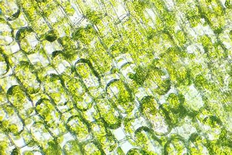 青岛明月蓝海生物科技有限公司明月海藻肥简介