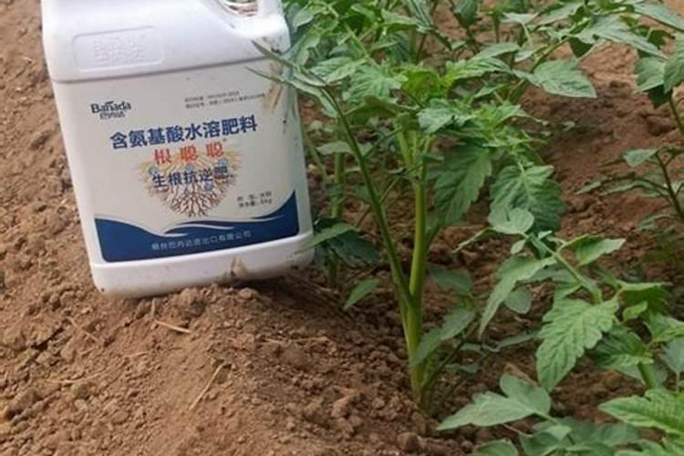 栽西红柿用什么肥料最好