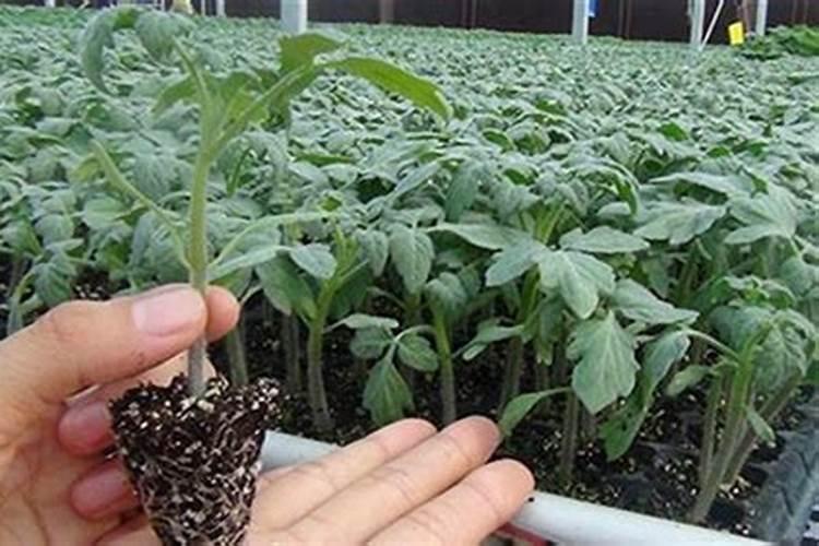 番茄什么时候追肥最合适