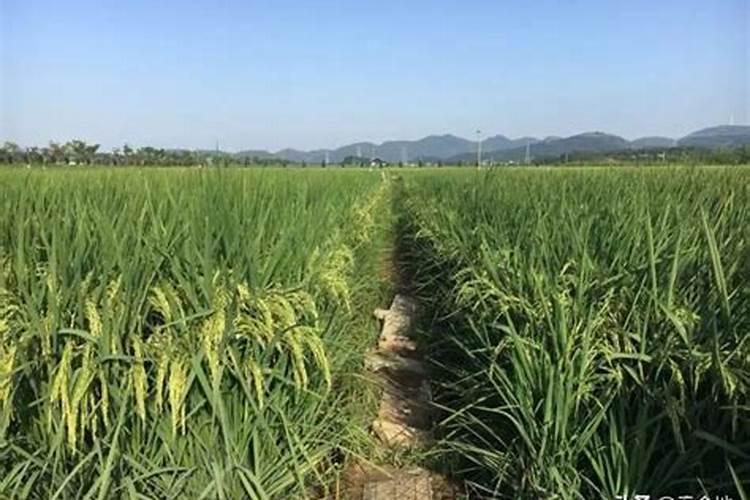 为什么要给植物施肥