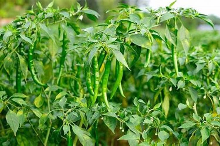 辣椒施肥要哪种肥比较好
