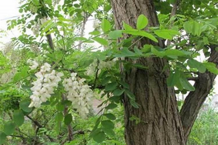 槐花树怎样种植