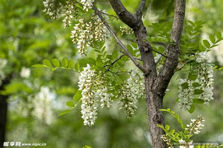 槐花树什么季节开花,在几月份会开花