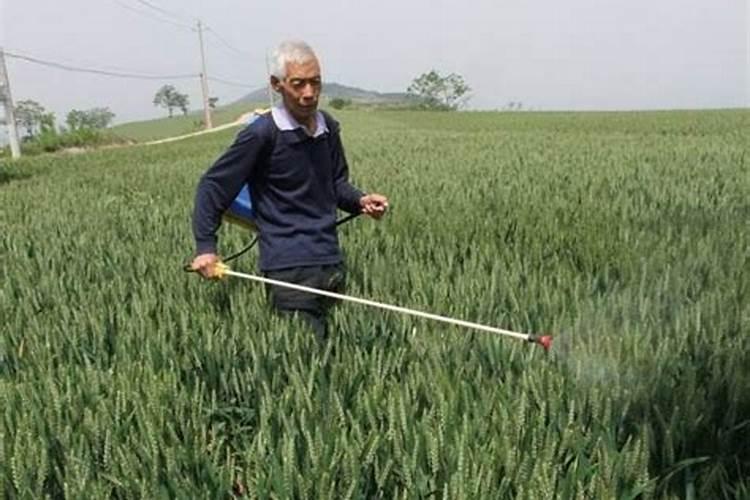 玉米用多少底肥合适