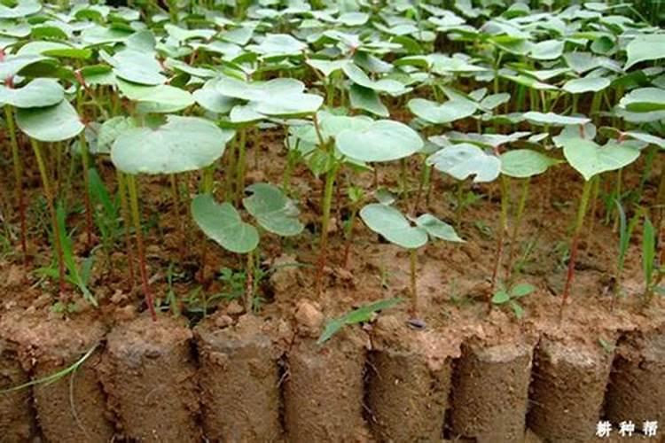 棉花营养钵育苗,搬钵蹲苗方法有哪些？