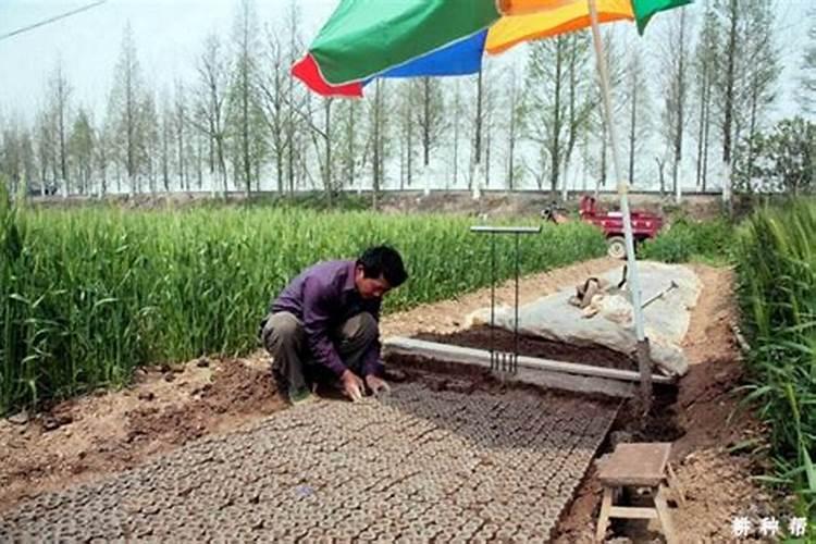 棉花营养钵育苗,搬钵蹲苗方法有什么？