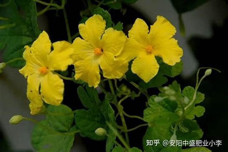 苦瓜打什么农药结瓜多