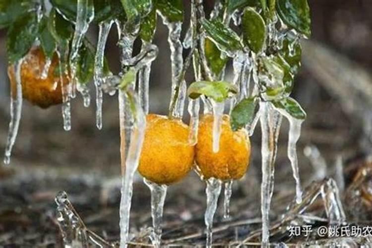 第一年新种的葡萄苗该施什么肥料