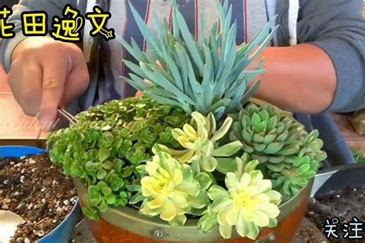 要用什么特殊的方法稀释花生麸水呢？