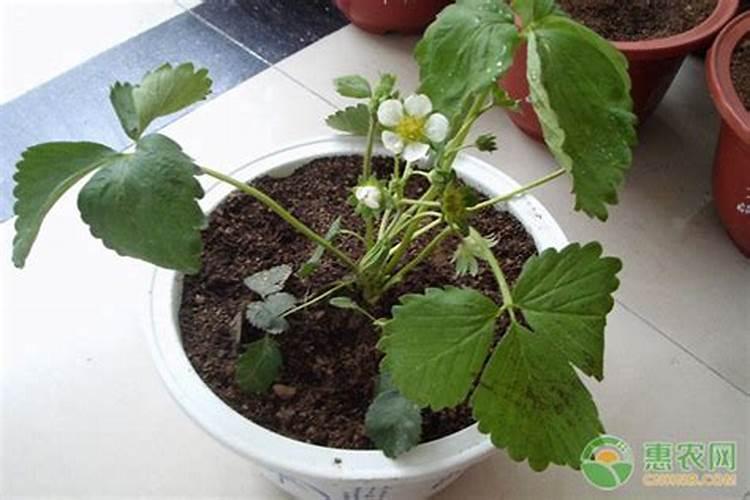 桂花树移植三个月了还没发芽可以淋磷酸二氢钾吗