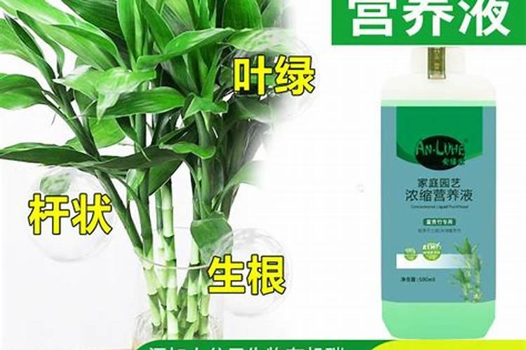 怎么养好富贵竹