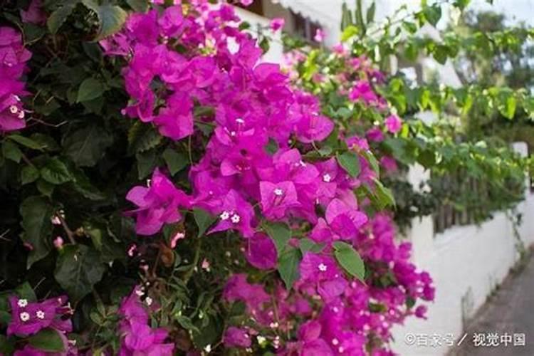 磷肥用于哪些花
