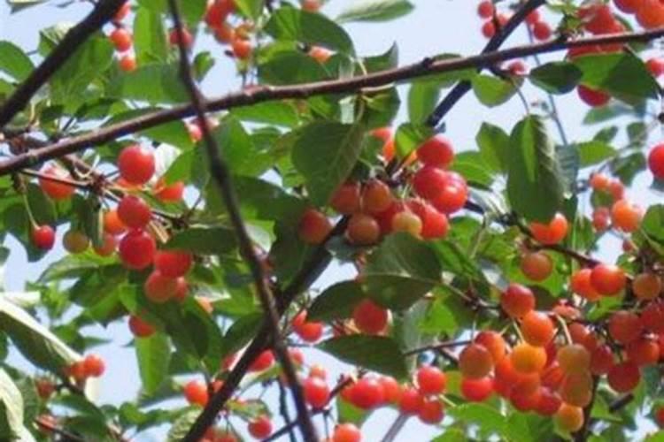 樱桃用什么肥料最合适而便宜(樱桃摘完及幼果期使用肥料)