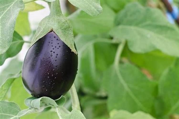 种菜施肥用什么水溶肥料好？