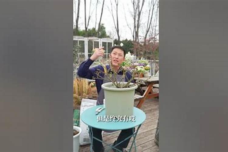 秋季如何给月季浇水