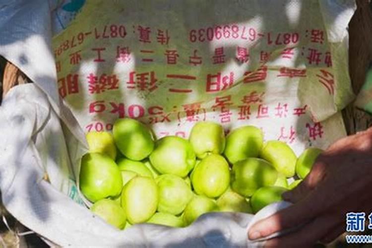 青枣是哪个季节的水果 青枣的养殖方法
