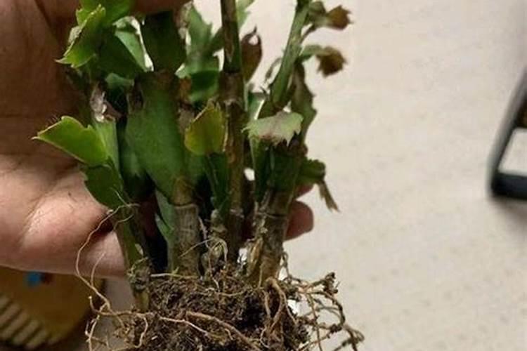 蟹爪兰如何换盆