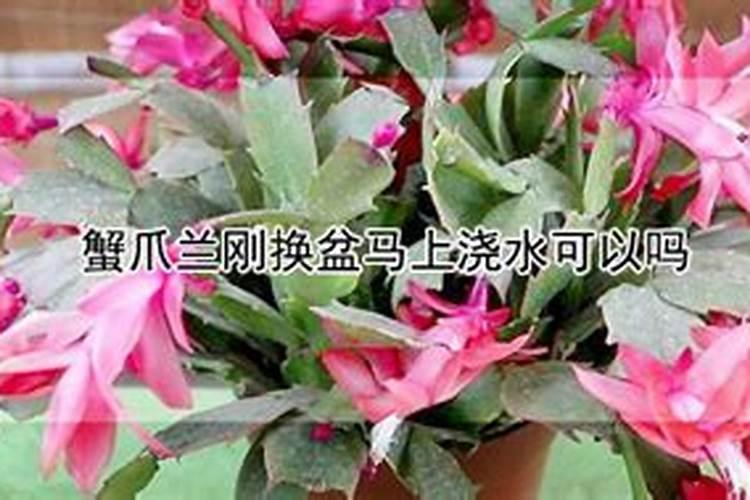 蟹爪兰的施肥方法