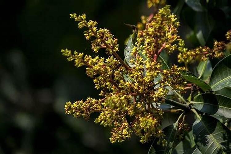 种芒果施什么肥
