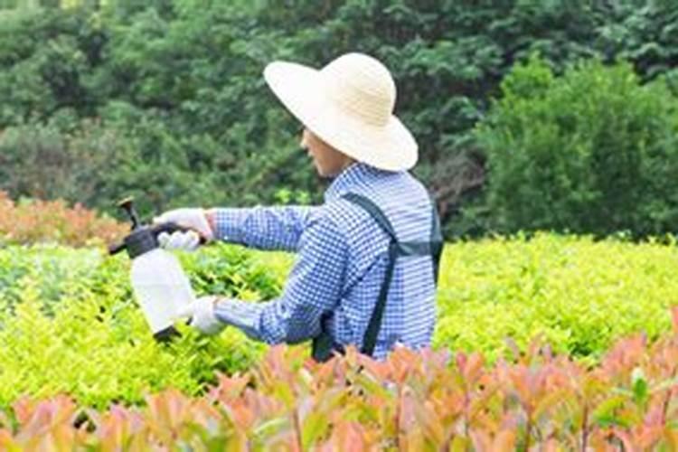 丝瓜用什么肥料比较好 丝瓜用哪些肥料比较好