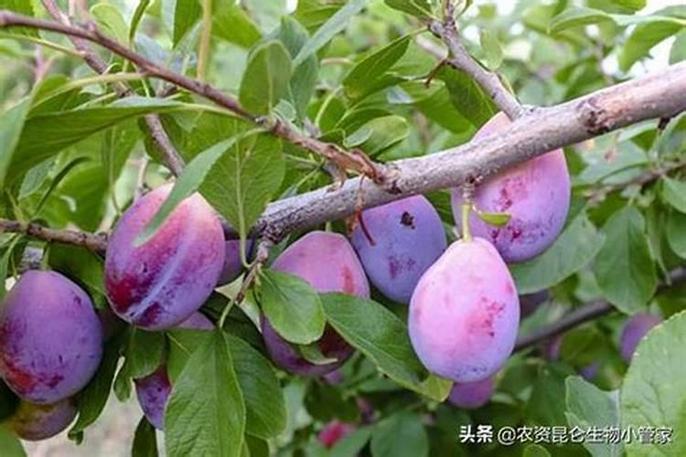 西梅适合在河北省衡水市枣强县地区种植吗？