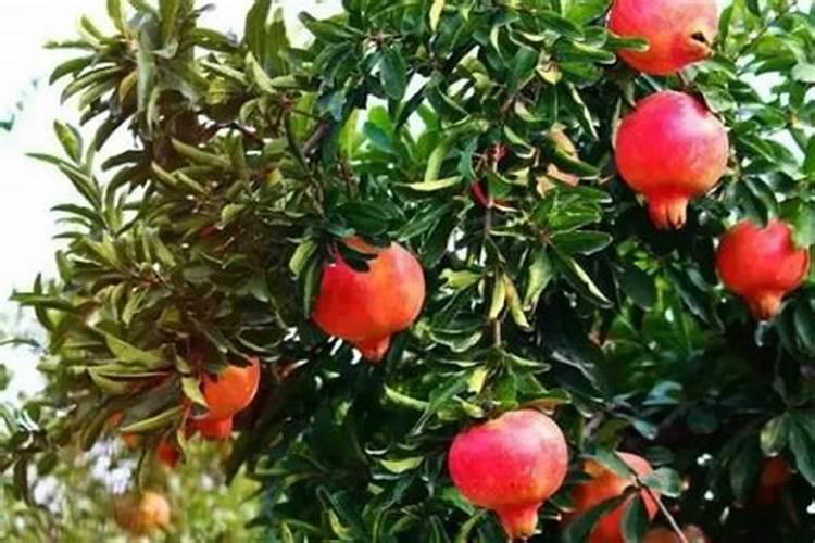 石榴挂果后施什么肥 石榴的繁殖方法