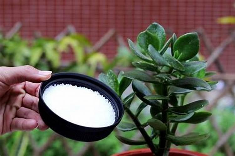 种草莓用什么肥料好 种草莓应该用什么肥料