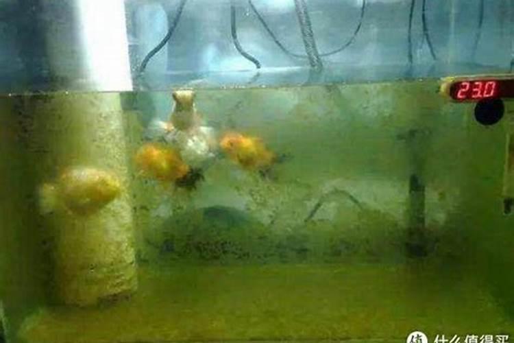 鱼缸暴绿藻用普通30w灯怎么样呢？