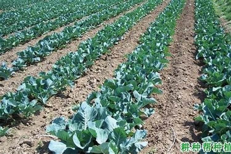 菜花怎样合理施肥？
