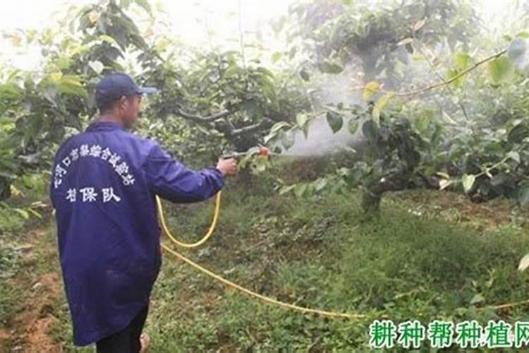 柿子树施肥时间和方法